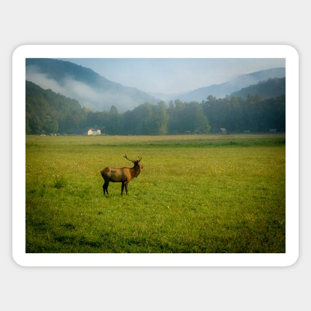 Elk in the Valley Sticker by Ckauzmann